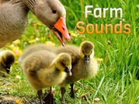 Farm_Sounds